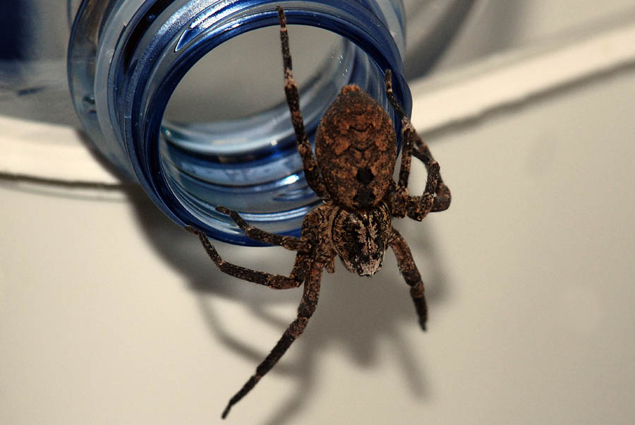 Zoropsis sp.